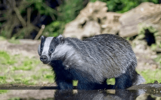 Badger