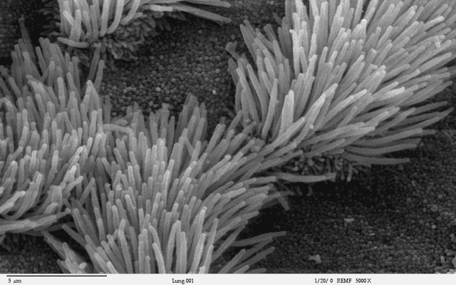 Cilium