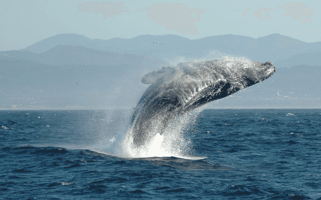 鲸鱼(Whale)