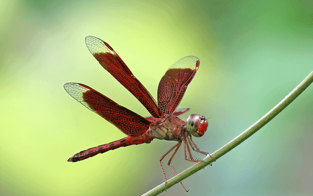 Dragonfly(内存数据库)