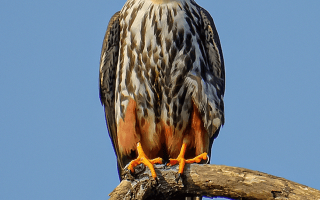 Falcon(Python 高性能框架)