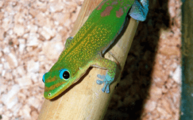 Gecko