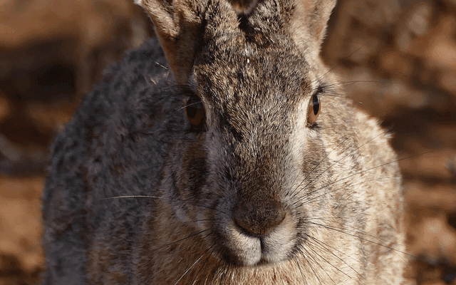 Hare（编程语言）