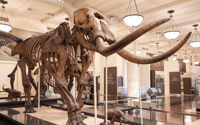 Mastodon