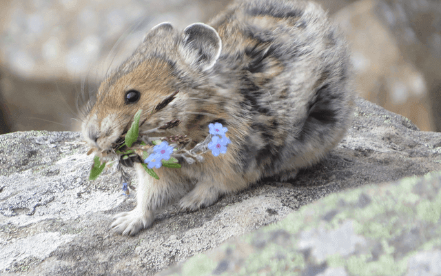 Pika