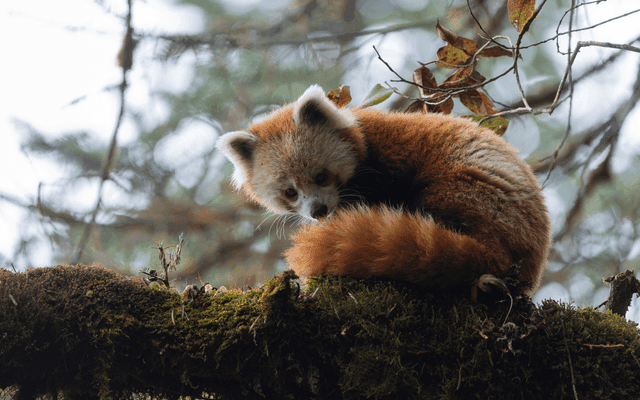 Redpanda