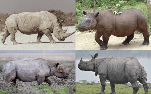 Rhino（JavaScript 引擎）