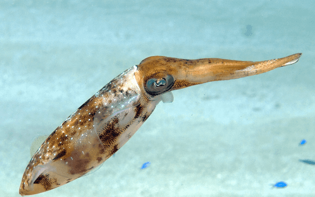 Squid(缓存代理服务器)