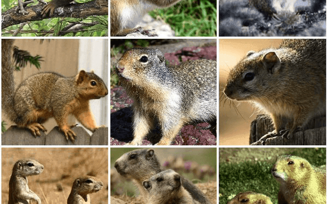 Squirrel(编程语言)