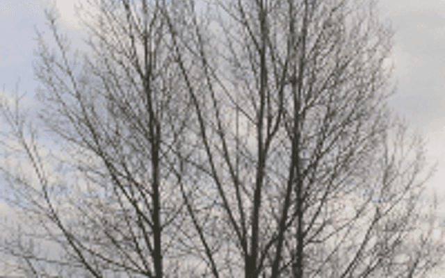 隐写术(Steganography)