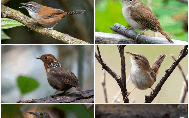 Wren(编程语言)