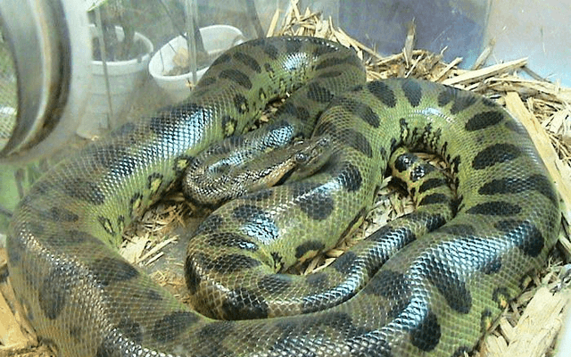 Anaconda