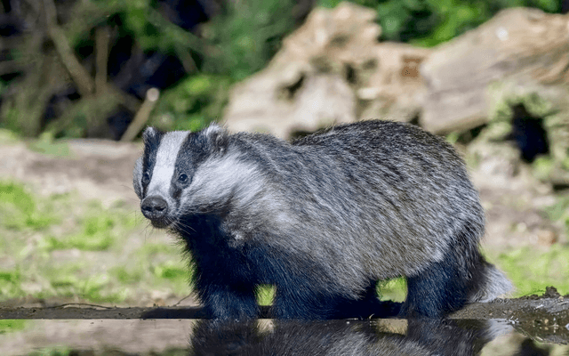 Badger