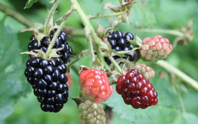 黑莓(BlackBerry)