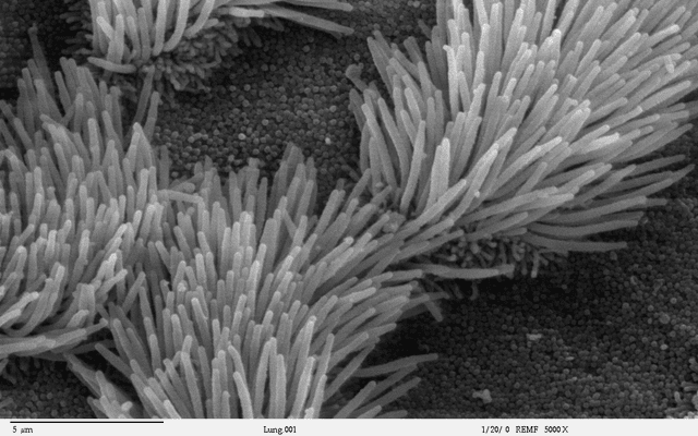 Cilium