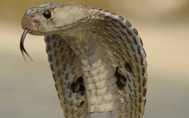 Cobra(编程语言)