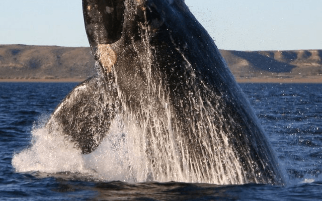 巨鲸（Whale）