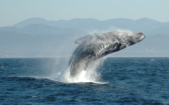 鲸鱼(Whale)