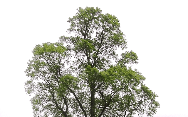Elm