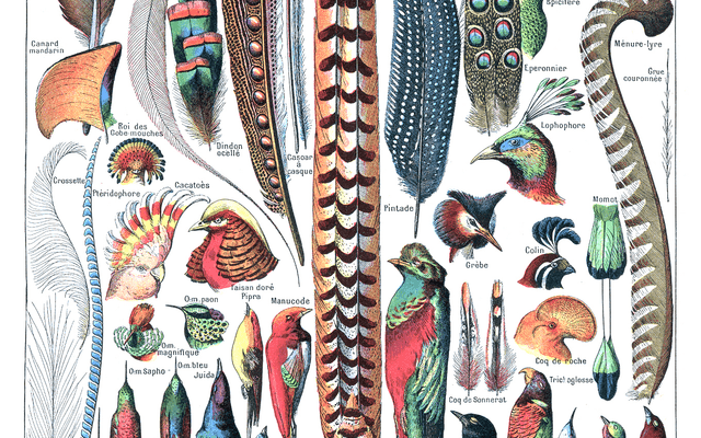 Feathers(Node.js 实时框架)