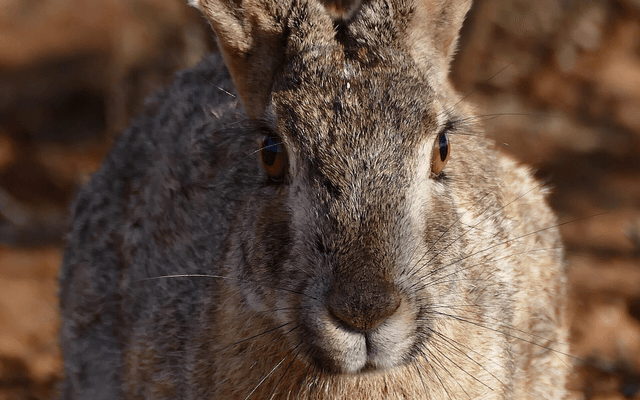 Hare（编程语言）