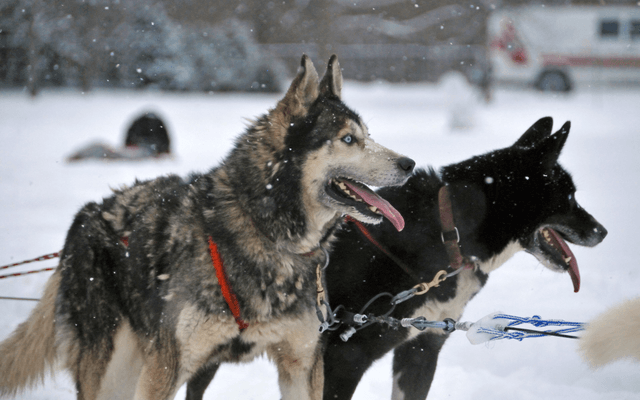 Husky(Git 钩子工具)