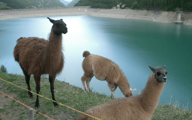 Llama（Meta 开源大模型）