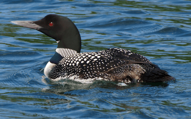 Loon