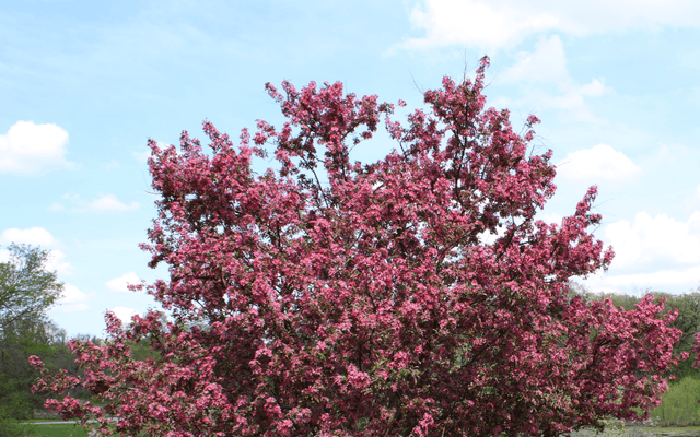 Malus（回国VPN）