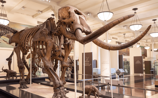 Mastodon