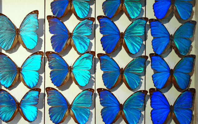 Morpho（去中心化借贷优化协议）