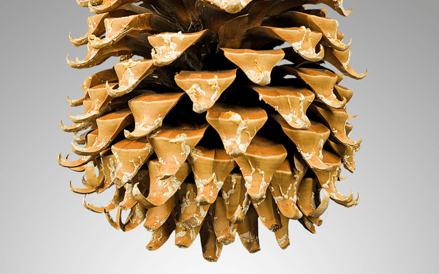 Pinecone(托管向量数据库)