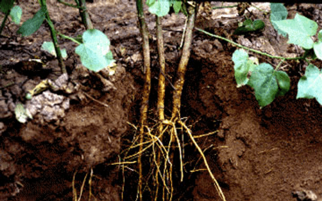Root 权限