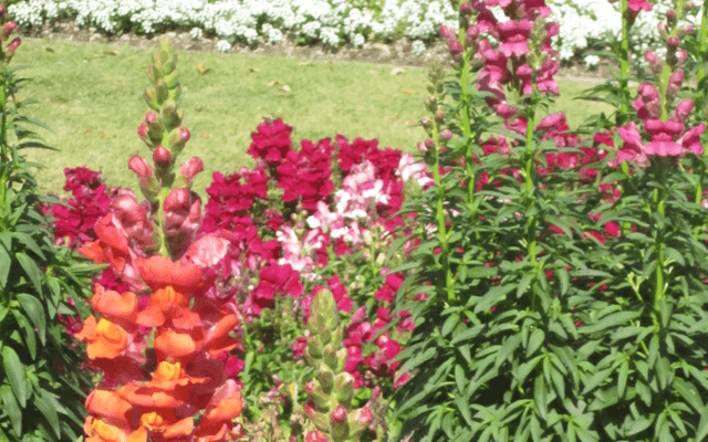 骁龙（Snapdragon）