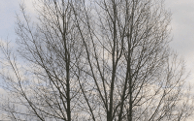 隐写术(Steganography)