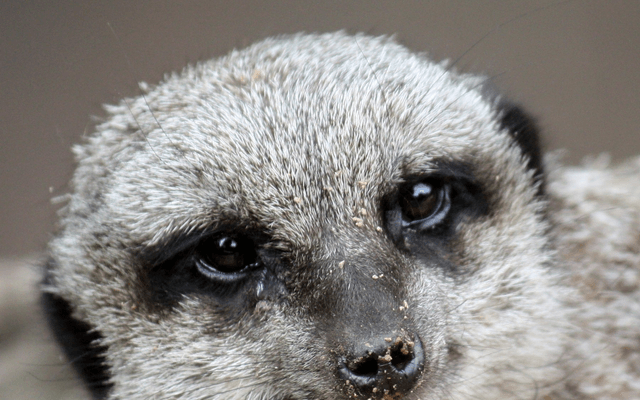 Suricata