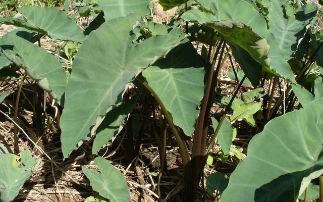 Taro