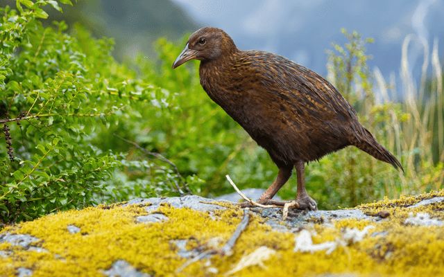 Weka